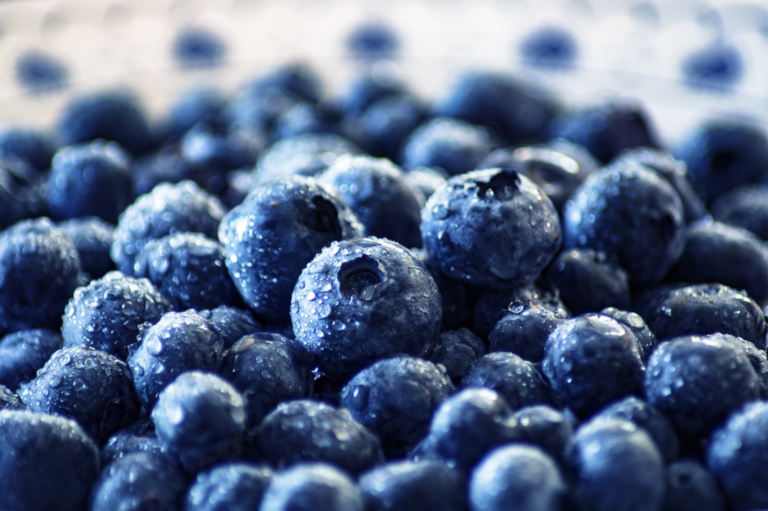 Brigus Blueberry Festival